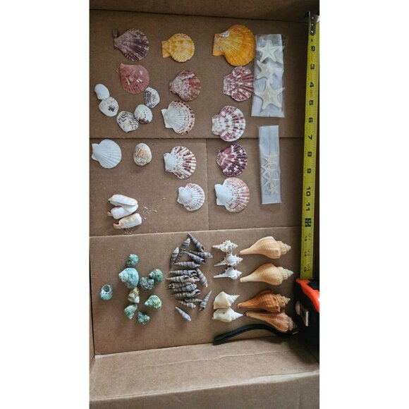 New Sea Shells Mixed Beach Seashells & Starfish for DIY Crafts, Party Decor - Picture 10 of 13